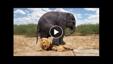 Top 10 Preys Who Can Defend Themselves From Predators - When Prey Fights Back - Prey VS Predator Top 10 Preys Who Can Defend Themselves From Predators - When Prey Fights Back - Prey VS Predator