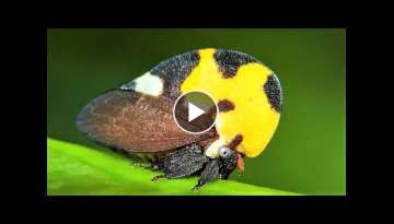 10 Most Beautiful Insects on Planet Earth 10 Most Beautiful Insects on Planet Earth
