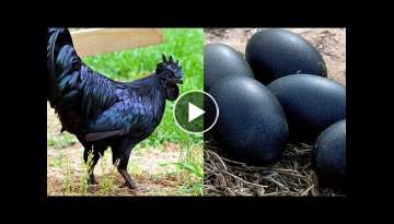15 Most Unique Bird Eggs In The World! 15 Most Unique Bird Eggs In The World!