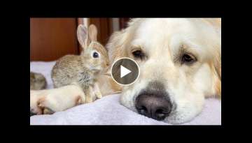 Cute Baby Bunnies think the Golden Retriever is their Mother Cute Baby Bunnies think the Golden Retriever is their Mother