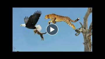 Top 5 best eagle attacks || the best of eagle attacks on human & Animal's Top 5 best eagle attacks || the best of eagle attacks on human & Animal's